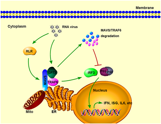 A proposed model for the role of GP73 in HCV triggered IFN signaling
