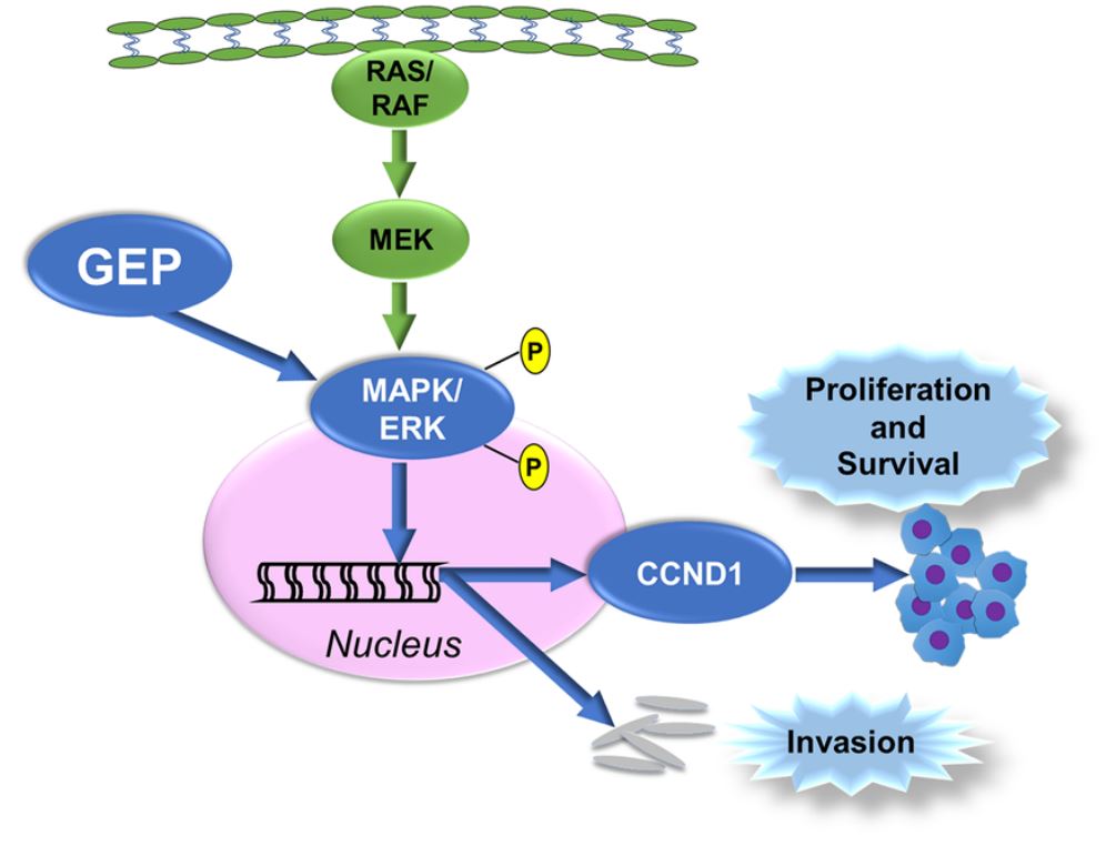 GEP (GRN) is shown to upregulate the phosphorylation of MAPK/ERK, thus regulating nucleus translocation and stimulating cell proliferation, cell survival, and metastasis of CRC.