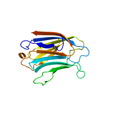 IVD Antibody Development Services for Galectin-3 Marker
