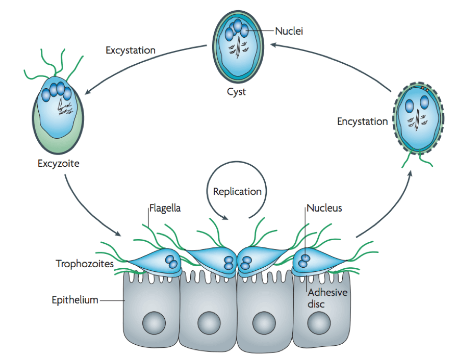 Life Cycle and Infection of Giardia Lamblia.
