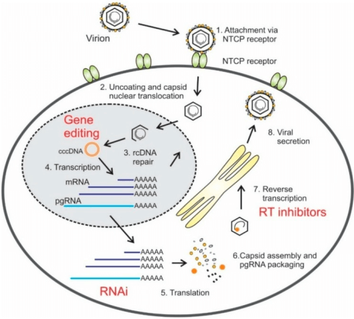 Diagram of hepatitis B virus (HBV) replication cycle.