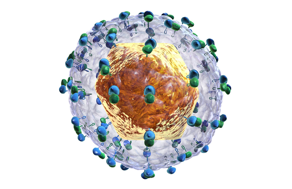 Hepatitis C virus (HCV) – Creative Biolabs