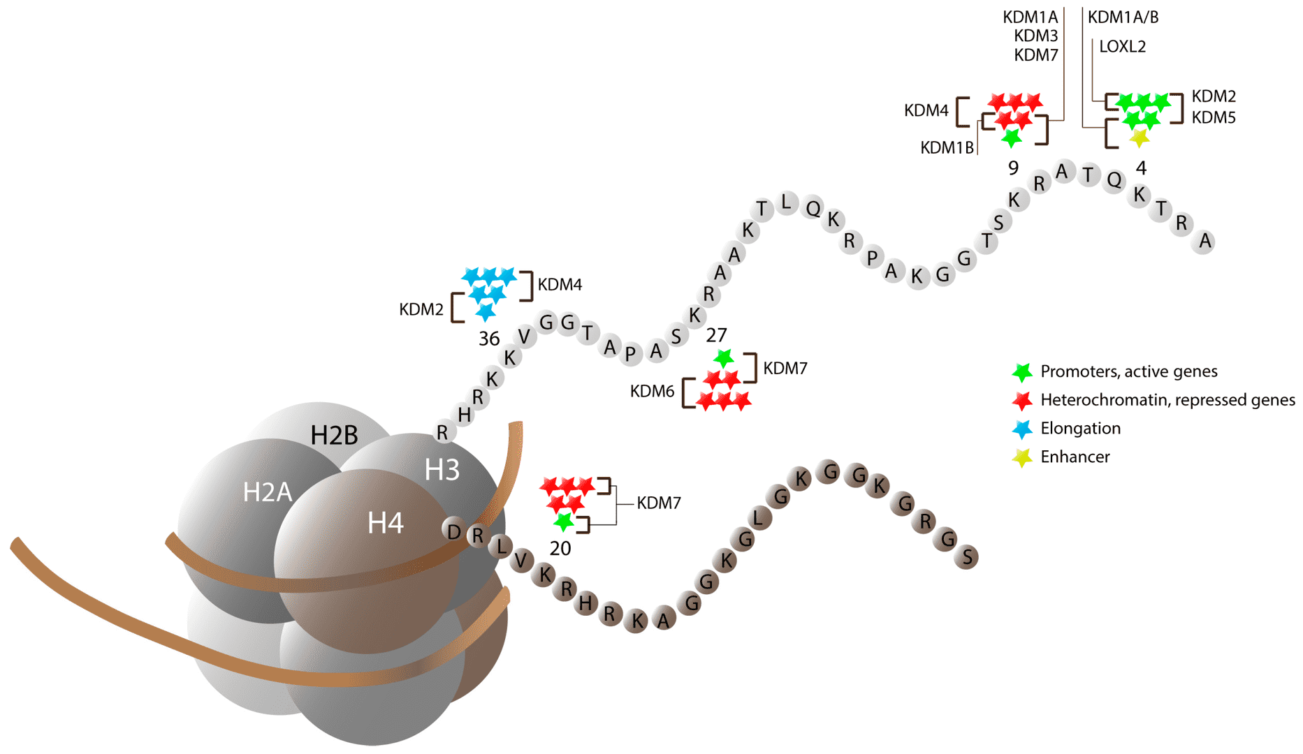 Lysine-specific histone methylation and the activity of histone demethylases. 
