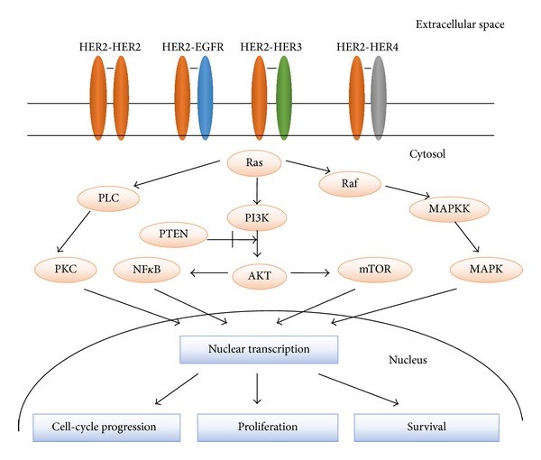 Receptor homodimerization or heterodimerization leads to the activation of downstream signaling pathways promoting cell growth, proliferation, and survival.