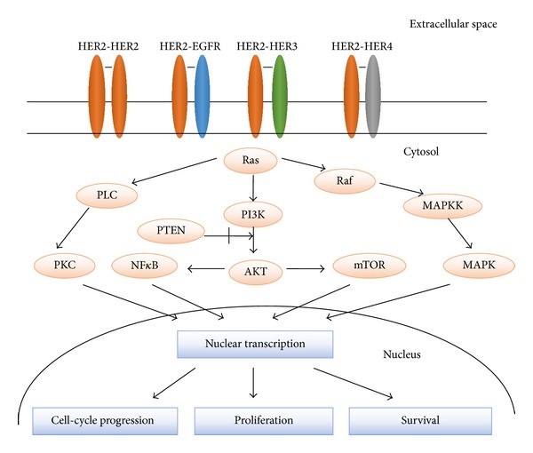 Receptor homodimerization or heterodimerization leads to the activation of downstream signaling pathways promoting cell growth, proliferation, and survival. (Iqbal and Iqbal, 2014)