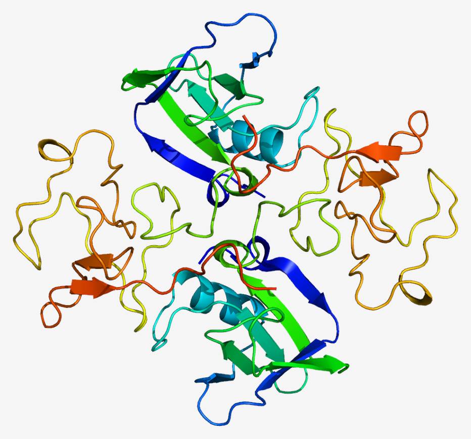 Fig.1 IVD antibody development services for hgf marker. (From Wiki: By Emw - Own work, https://commons.wikimedia.org/wiki/File:Protein_HGF_PDB_1bht.png)