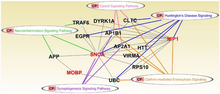 HIP1 participates in multiple system atrophy.