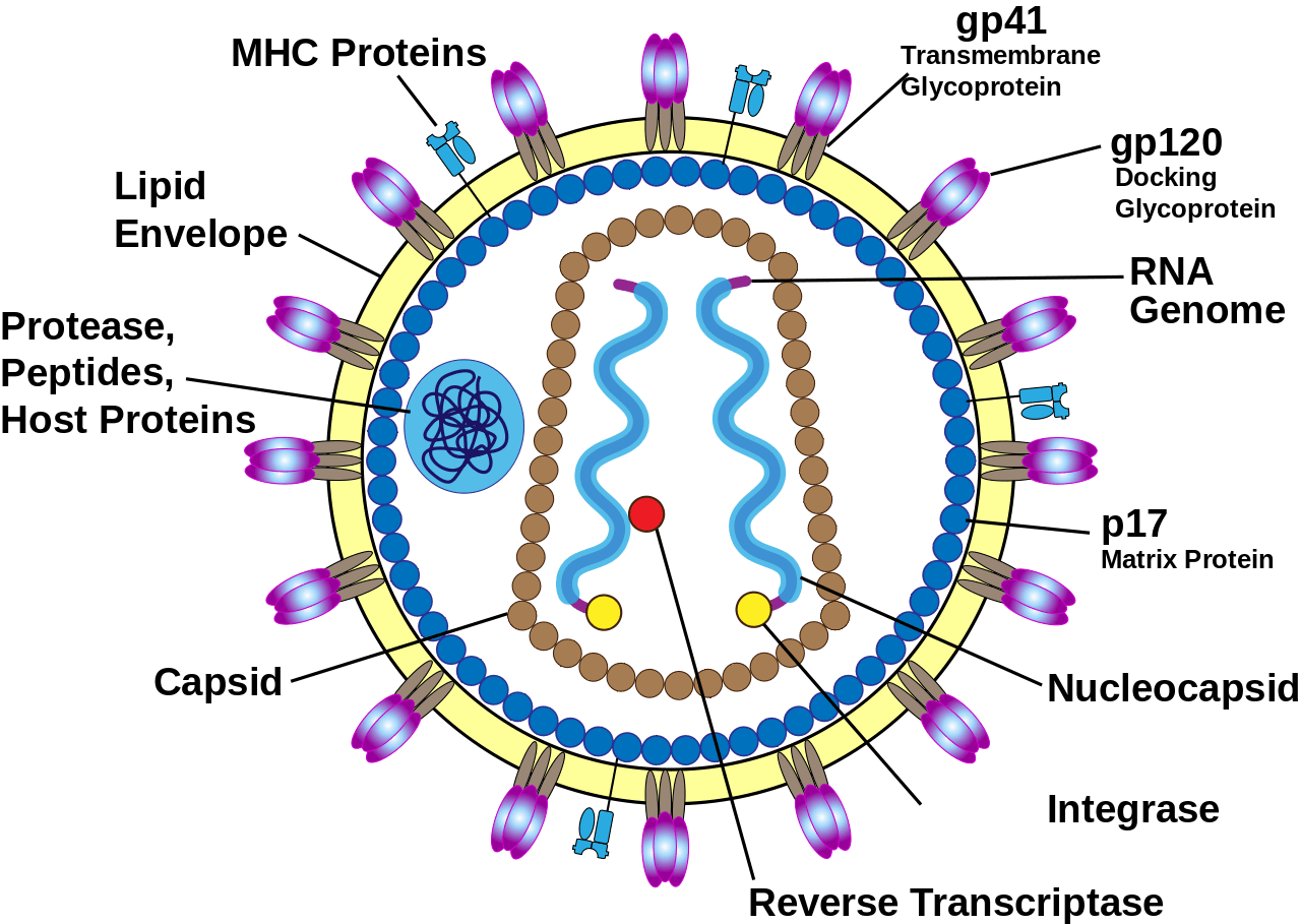 Human Immunodeficiency Virus Structure