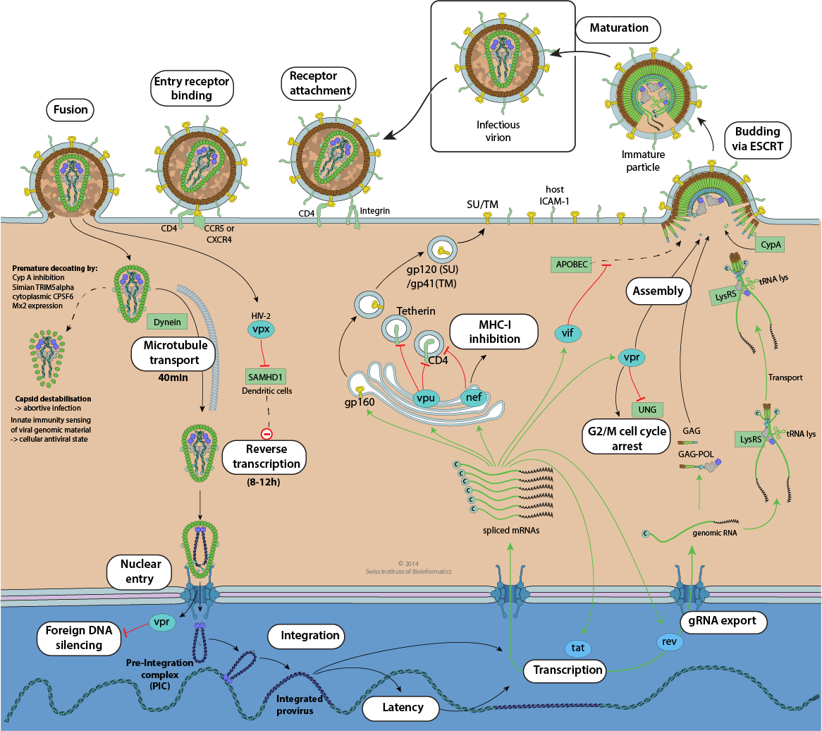 HIV replication cycle