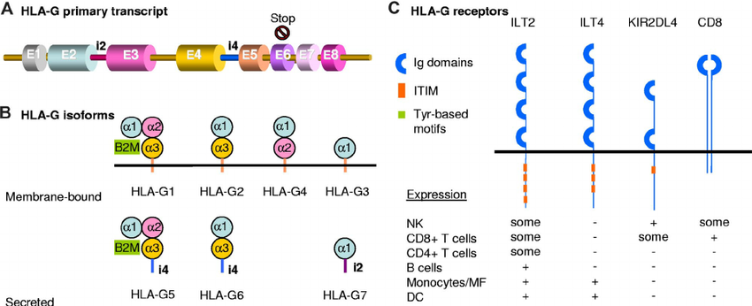 HLA-G mRNA, protein isoforms, and receptors.