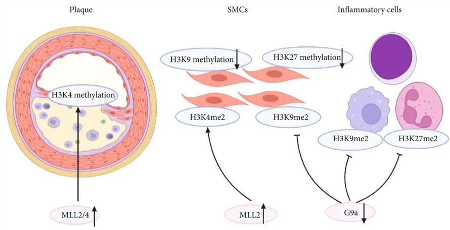 Histone methylation plays an important role in the initiation and progression of atherosclerosis.