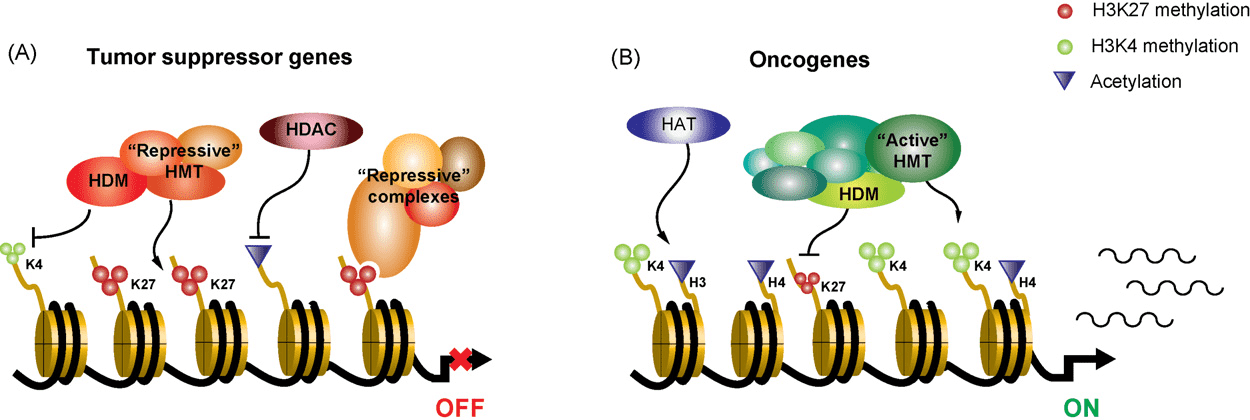 Misregulation of tumor-suppressors and oncogenes by histone methyltransferases..