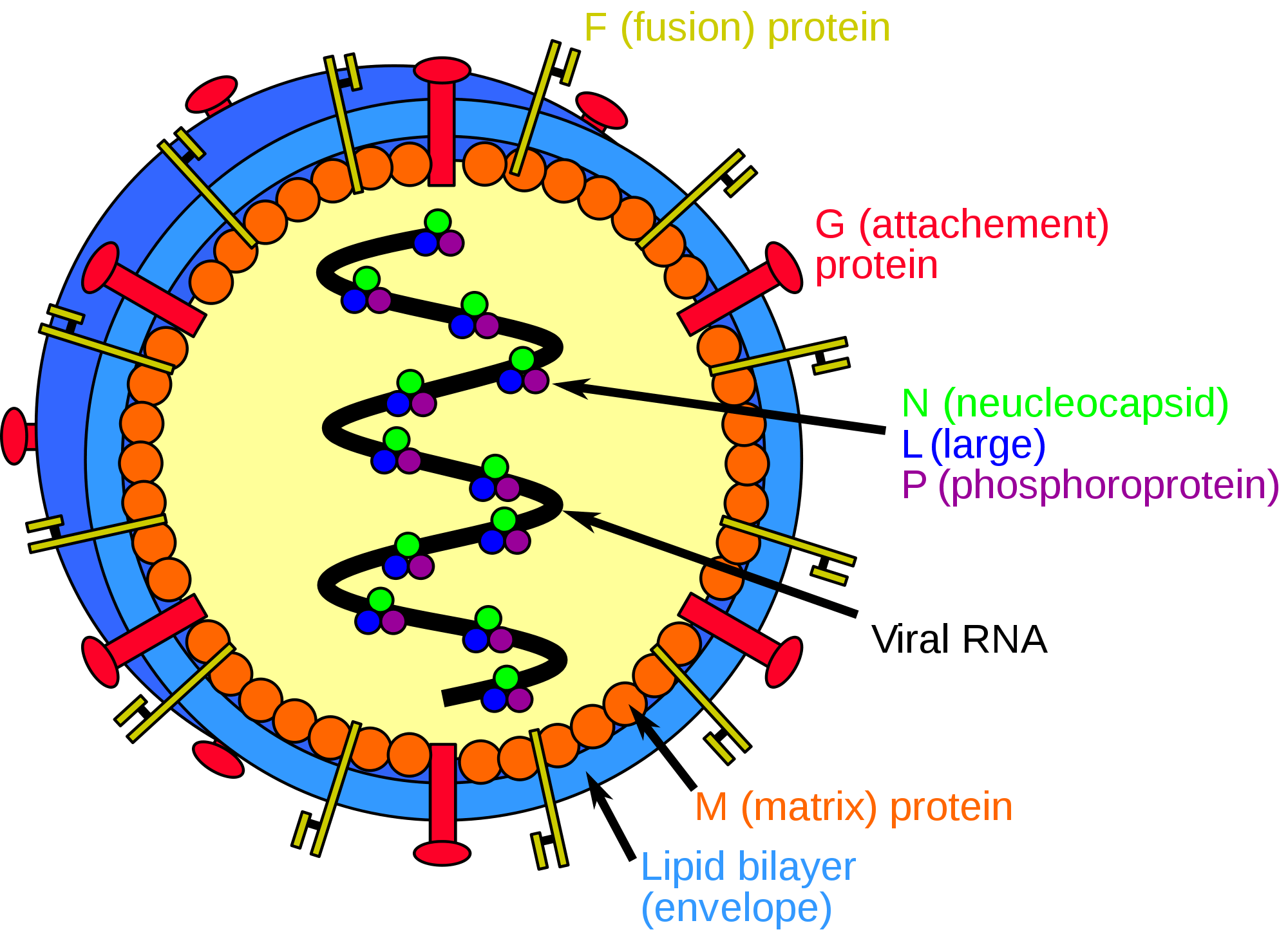 Structure of Human papillomavirus