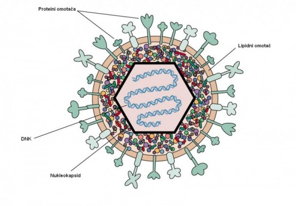 Structure of Herpes simplex virus