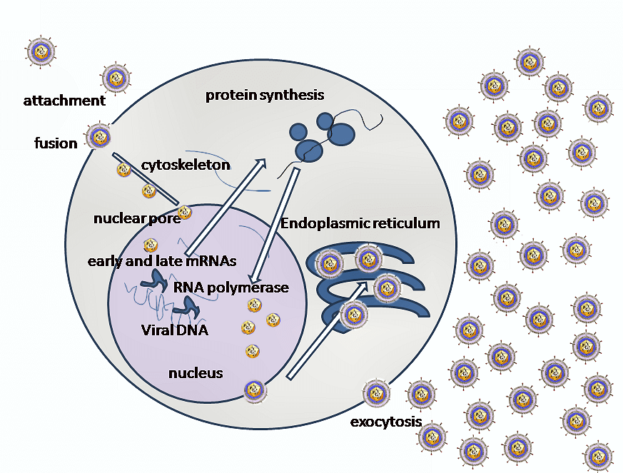 Fig.2 Replication cycle of HSV. (https://en.wikipedia.org/wiki/File:HSV_replication.png)