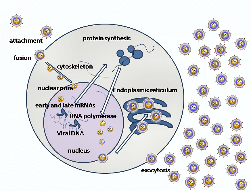 A simplified diagram of HSV replication