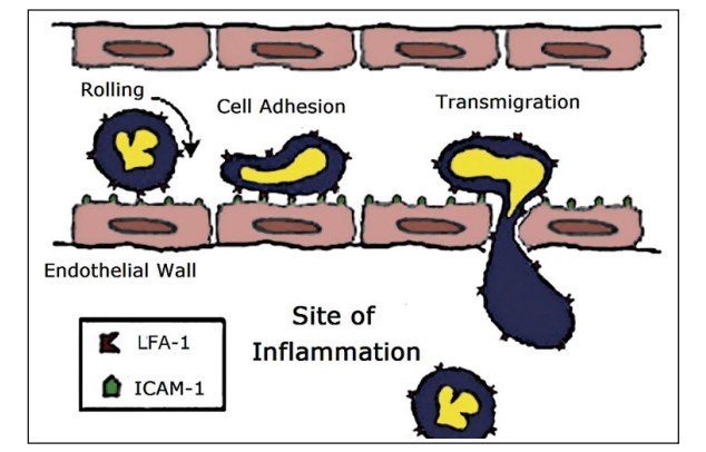ICAM-1 / LFA-1 binding plays a pivotal role in leukocyte transmigration.