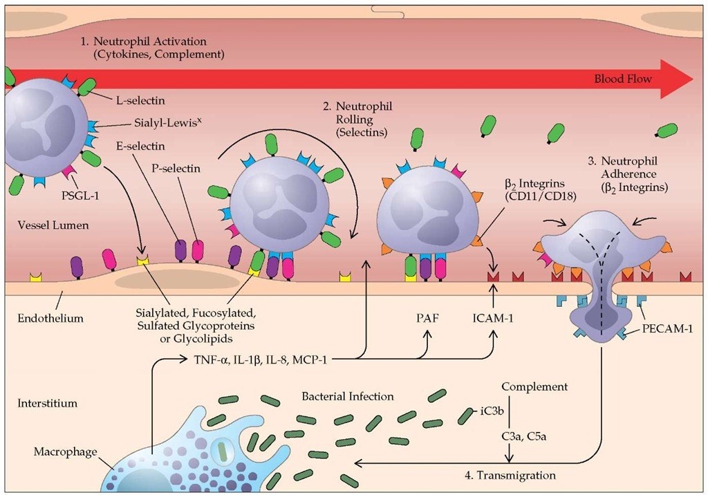 Neutrophil-endothelial cell interactions in sepsis.