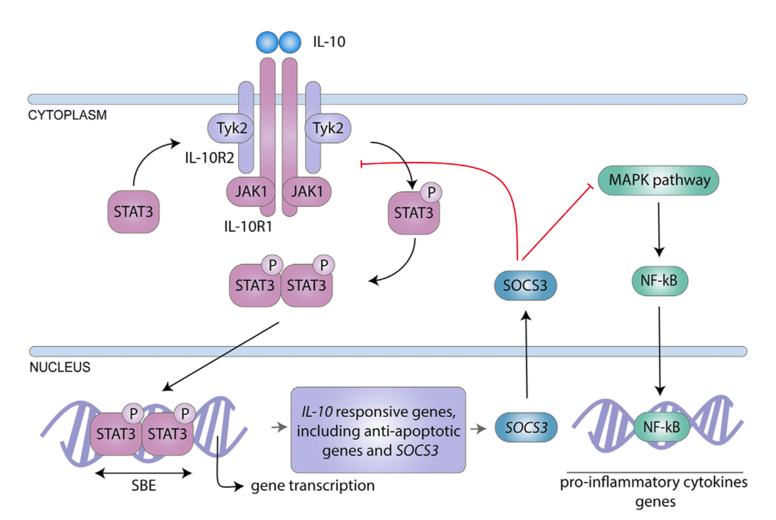 IL-10 signaling pathway.