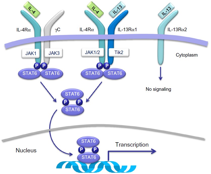 Postulated pathway of IL-13.