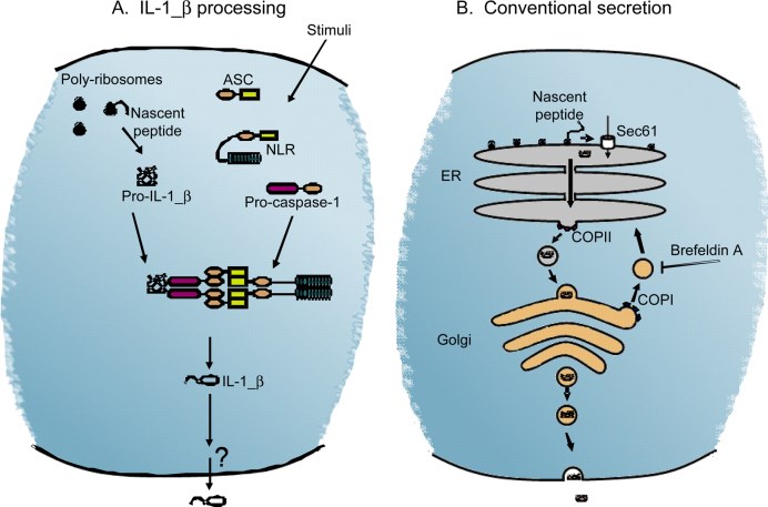 IL-1β signalling.