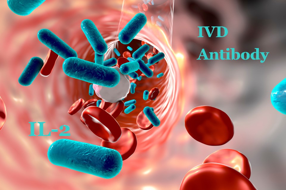 IVD Antibody Development Services for IL-2 Marker