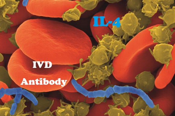IVD Antibody Development Services for IL-4 Marker
