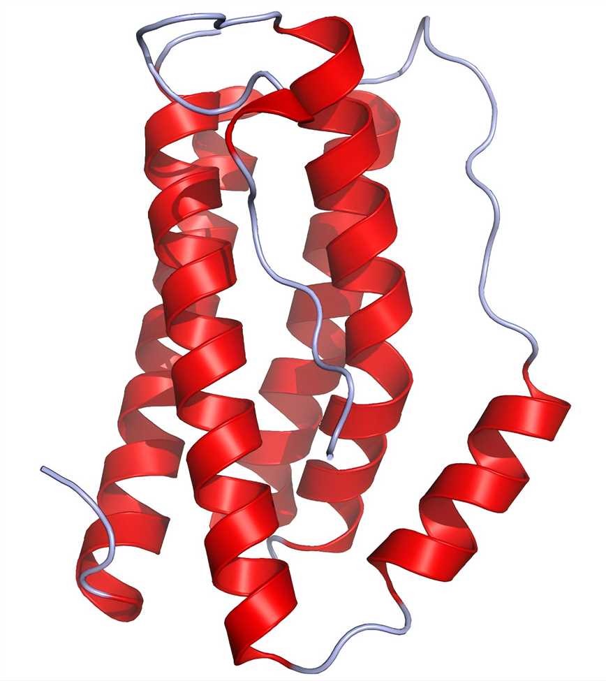 Fig.1 IL-6. (From Wiki: By Ramin Herati - Created from PDB 1ALU and rendered by me using Pymol https://commons.wikimedia.org/wiki/File:IL6_Crystal_Structure.rsh.png)