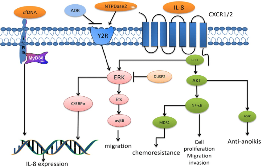 Characterized IL-8 signaling pathways.