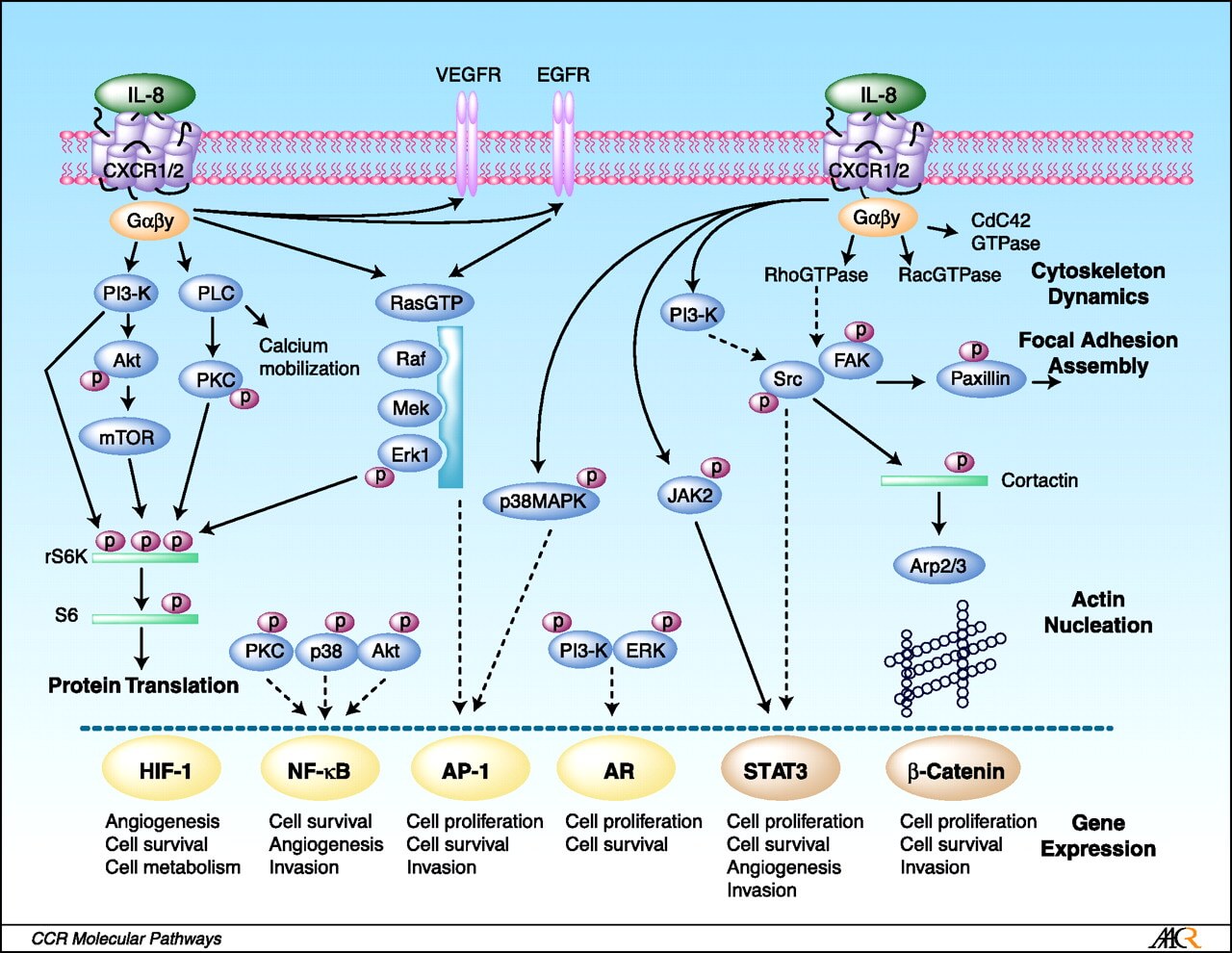 Characterized IL-8 signaling pathways.