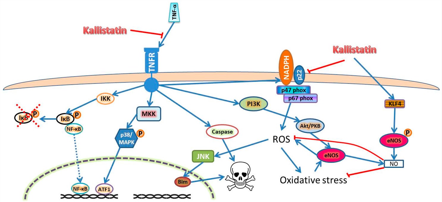 Kallistatin attenuates oxidative stress, inflammation, and cell death by suppressing TNF-α signaling and enhances nitric oxide synthesis via eNOS activation.