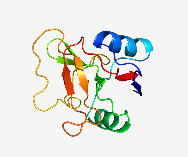 3D structure of the SELL protein. (From Wikipedia: By Pleiotrope - Own work, https://commons.wikimedia.org/wiki/File:Protein_SELL_PDB_1KJB.png)