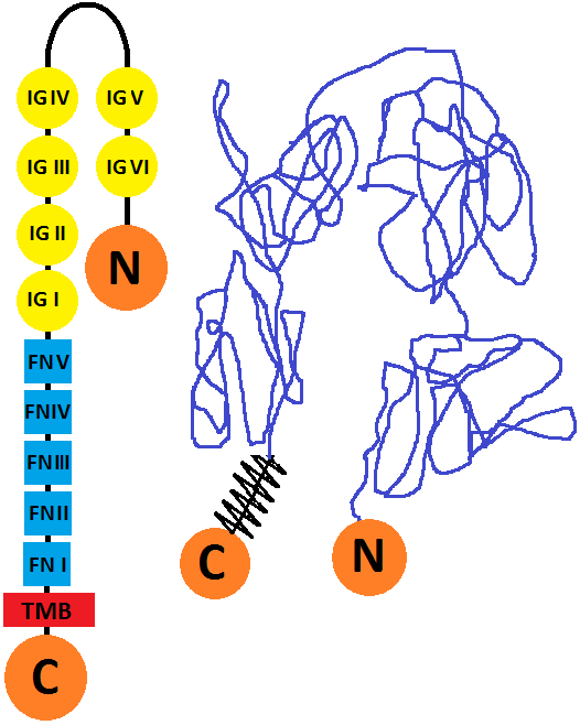 Fig.1 L1CAM structure with its domains. (https://commons.wikimedia.org/wiki/File:L1CAM_structure.png)