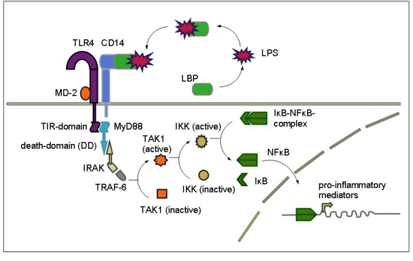 Molecular model of α 1-acid glycoprotein.