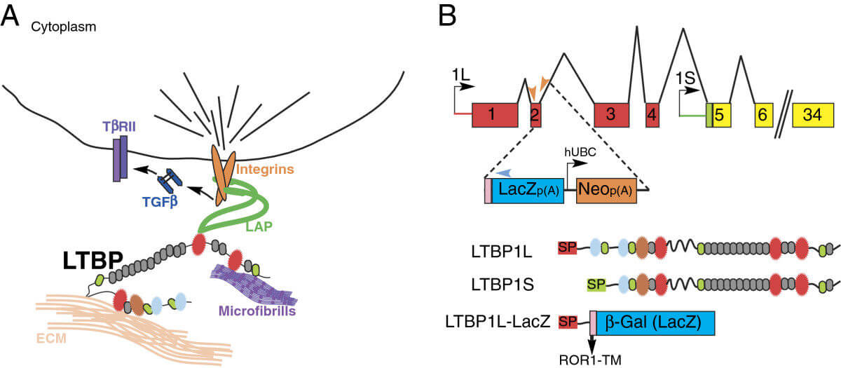 (A) Ltbp1 sequesters TGFβ ligand encased by its latency associated propeptide (LAP) within the extracellular matrix (ECM). Integrins also interact with LAP. Cytoskeletal tension on integrins stretches LAP and releases TGFβ locally to activate the TGFβ receptor II (TβRII). (B) Two Ltbp1 isoforms (1L and 1S) are transcribed from distinct promoters (black arrows, top).