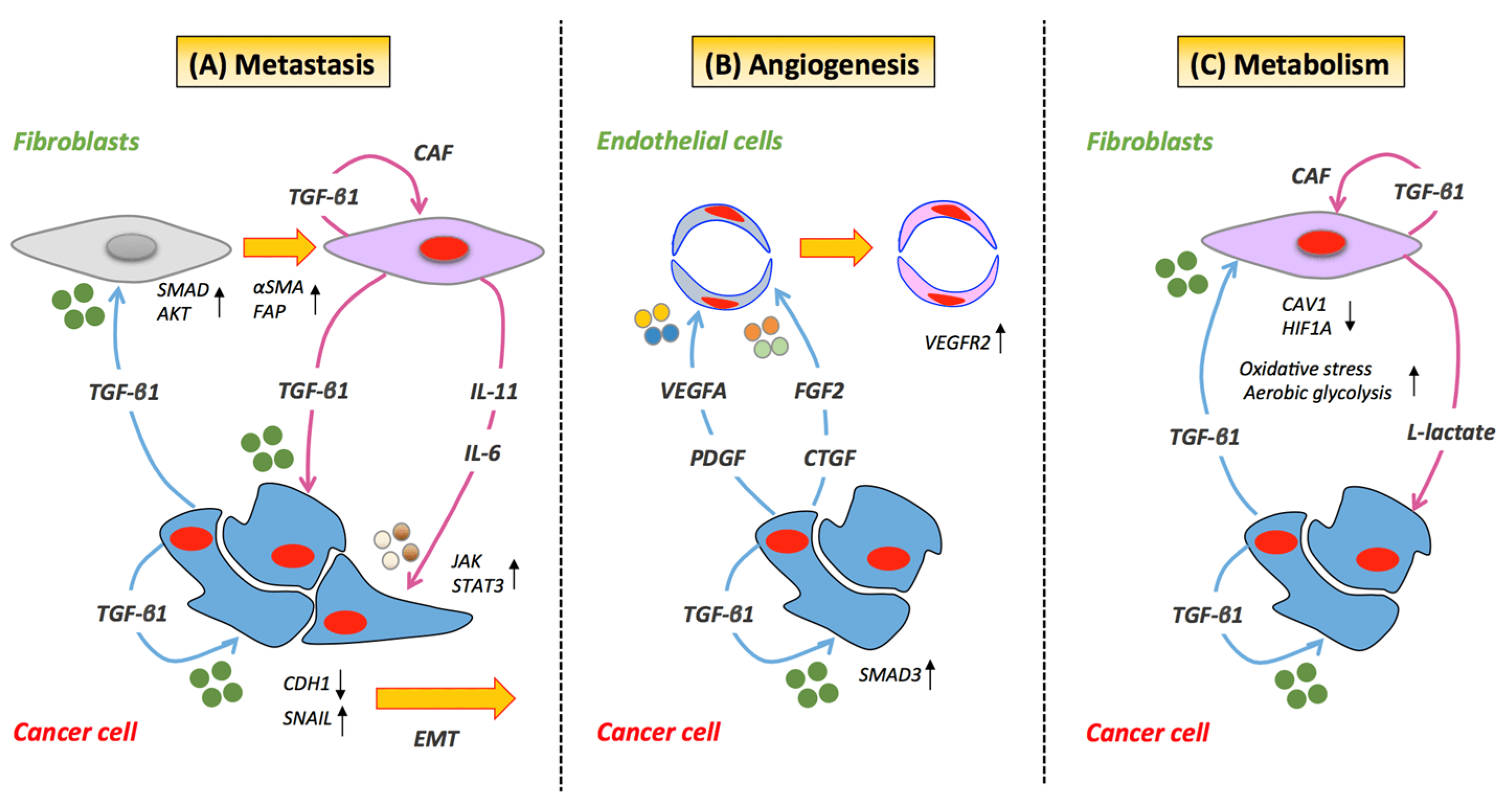 (A) TGF-β can activate resident stromal cells giving rise to cancer-associated fibroblasts (CAFs). (B) TGF-β can trigger angiogenesis in endothelial cells through activation of VEGFR2 by VEGF. (C) Cancer cells via the induction of aberrant TGF-β signaling can induce the down-regulation of CAV1 in adjacent fibroblasts leading to a CAF phenotype.
