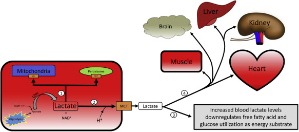 Intracellular and cell-cell lactate shuttle. 