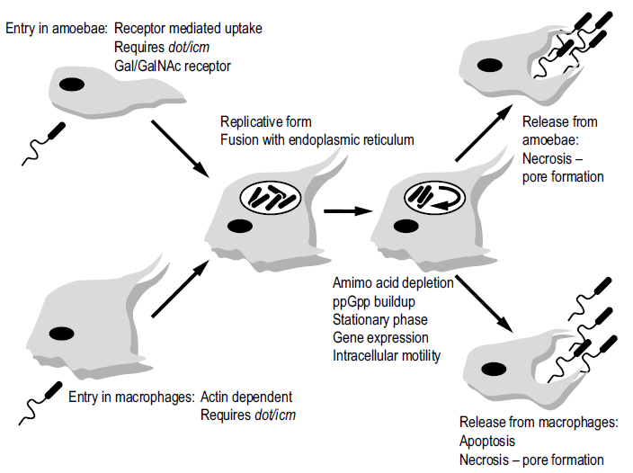 Life-cycle of Legionella pneumophila in protozoa and human macrophages.