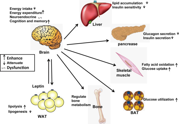 Effects of leptin in the central nervous system and peripheral tissues.