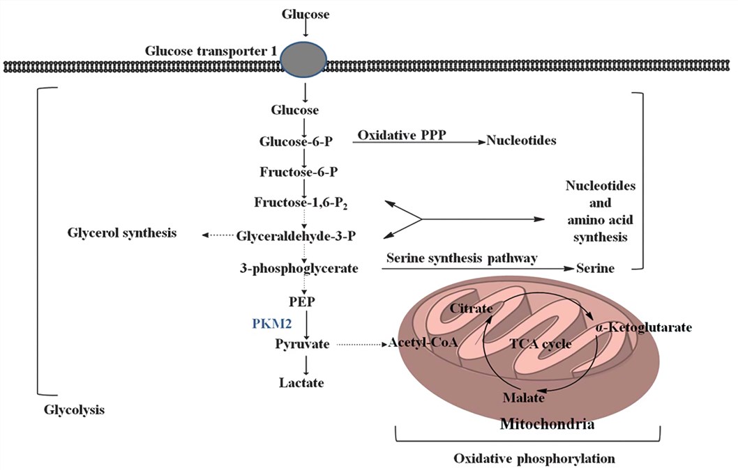 Metabolic pathway regulated by PKM2 in cancer cells.
