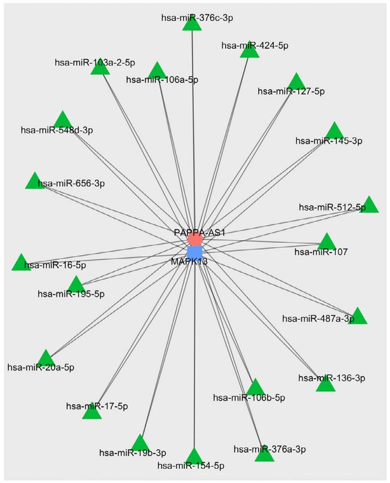Fig.1 Network of lncRNAs, miRNAs and mRNAs. Expression connections of PAPPA‐AS1‐miRNA‐MAPK13, based on target prediction.