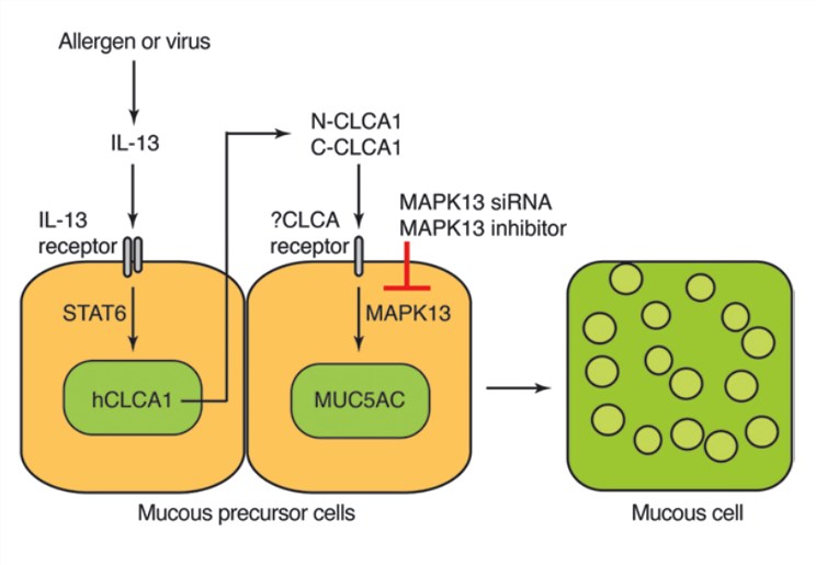 Scheme for CLCA1/MAPK13 signaling to mucus production.
