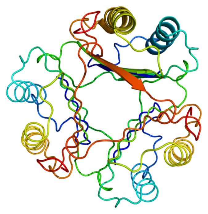 Fig.1 MIF protein structure. (https://commons.wikimedia.org/wiki/File:Protein_MIF_PDB_1ca7.png)