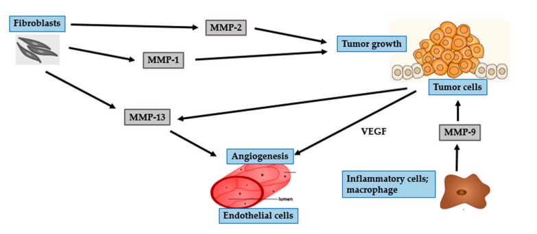 Role of MMPs in BCC (basal cell carcinoma) and tumor growth.