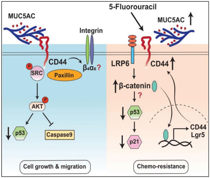 Schematic diagram showing MUC5AC mediates CRC cell survival, migration, and invasion and confers 5-FU resistance via Src and β-catenin signaling, respectively.