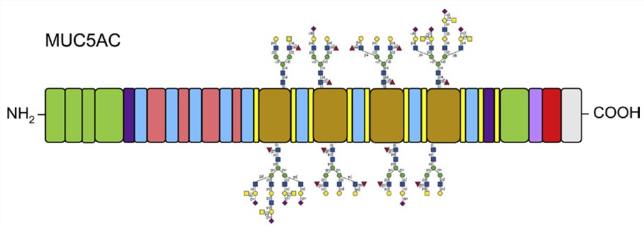 Schematic illustration of the MUC5AC glycoproteins.