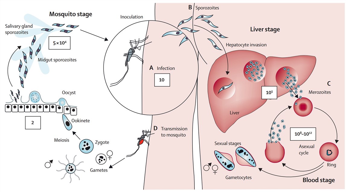 Lifecycle of Plasmodium falciparum in the human body and the anopheline mosquito.