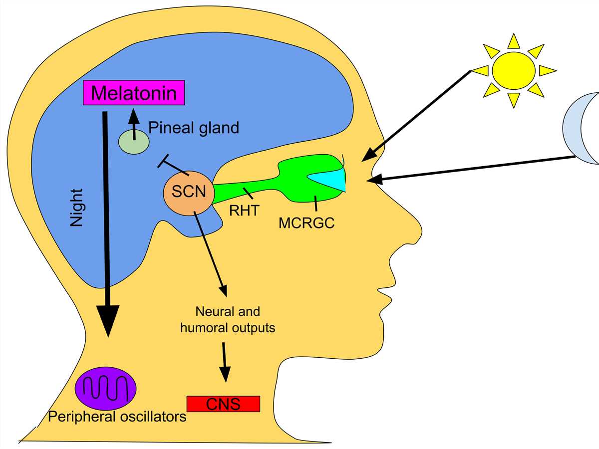 Fig.1 Melatonin and sleep. (From Wiki: By Srruhh - Own work, https://commons.wikimedia.org/wiki/File:Circadian_rhythm.svg)