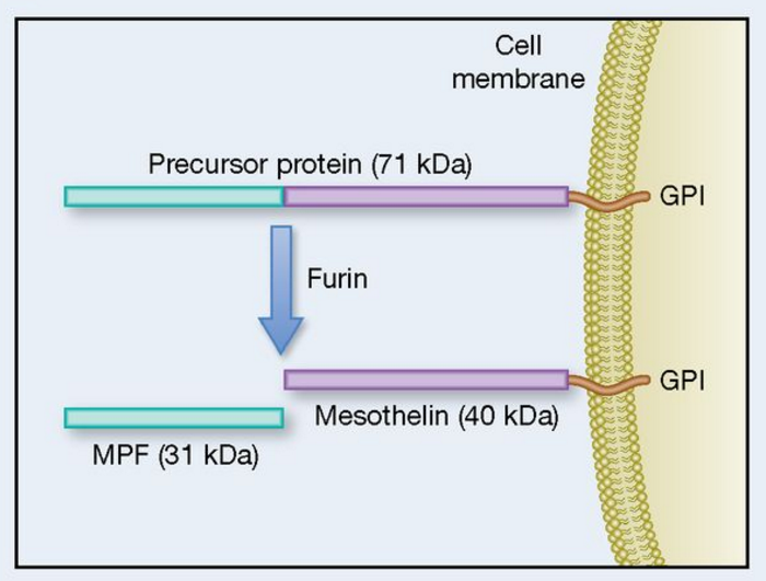Mesothelin is attached to the cell membrane by a GPI anchor.