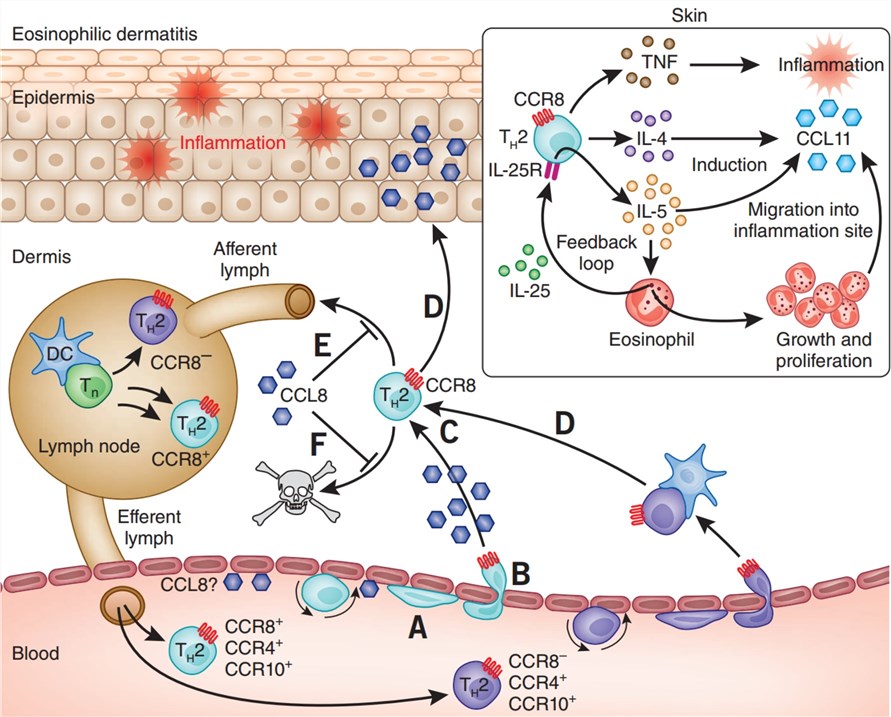 The role of CCL8 (MCP-2) in allergic and inflammatory responses.